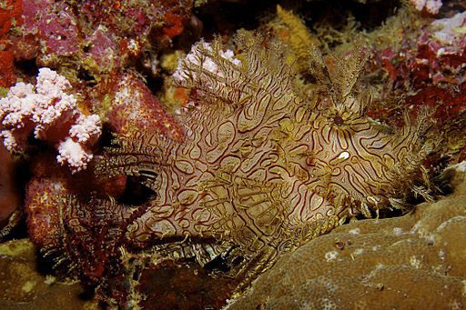 Rhinopias_aphanes_Lacy_scorpionfish